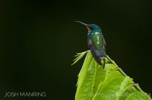 Josh Manring Photographer Decor Wall Arts - Bird Photography -262.jpg